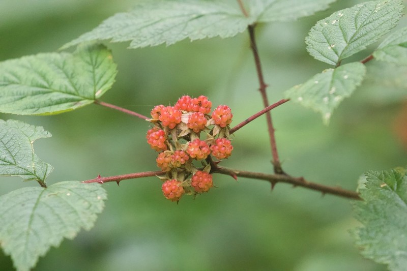 Rubus pedunculosus photo 8