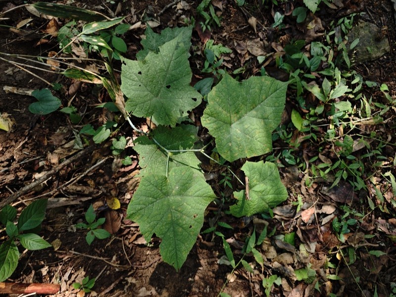 Rubus peltatus photo 2
