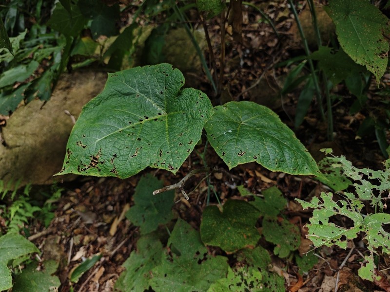 Rubus peltatus photo 3