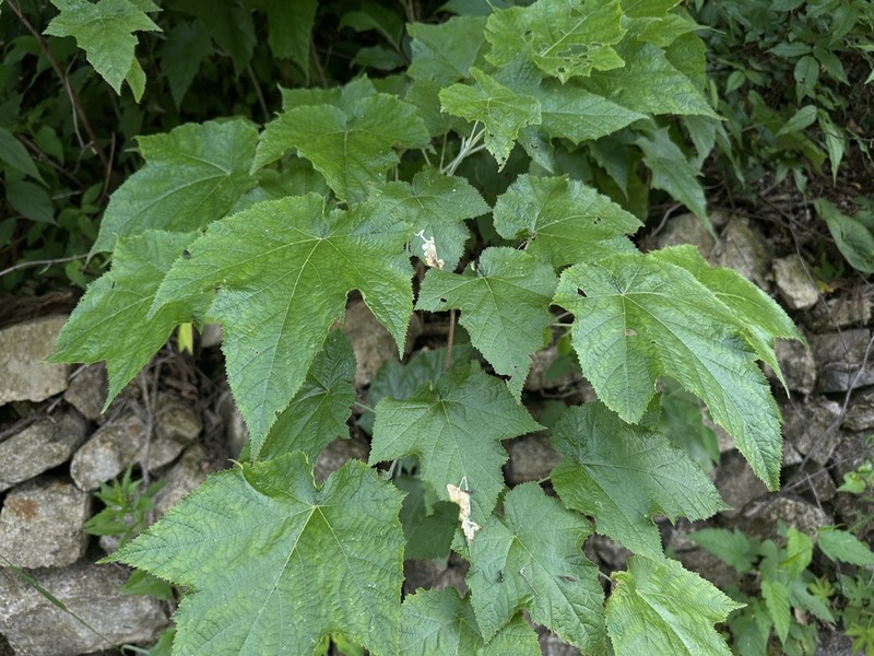 Rubus peltatus photo 4