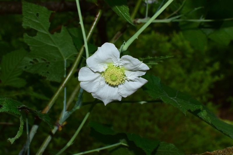 Rubus peltatus photo 5