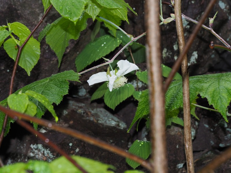 Rubus peltatus photo 6