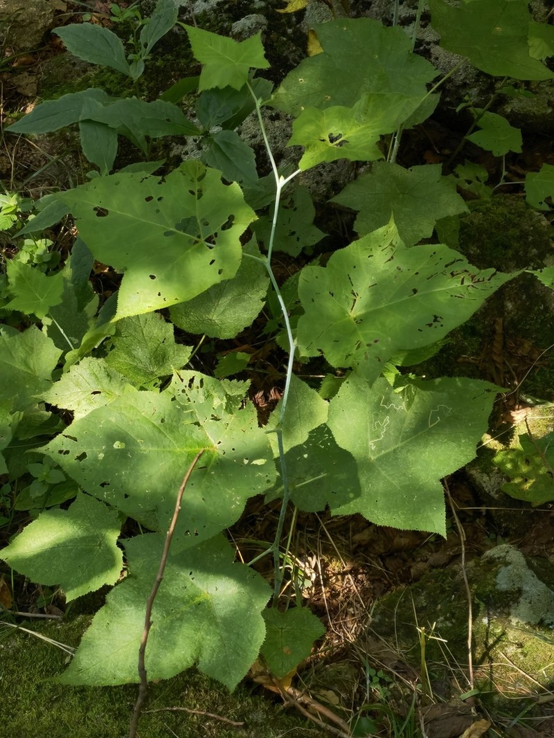 Rubus peltatus photo 7