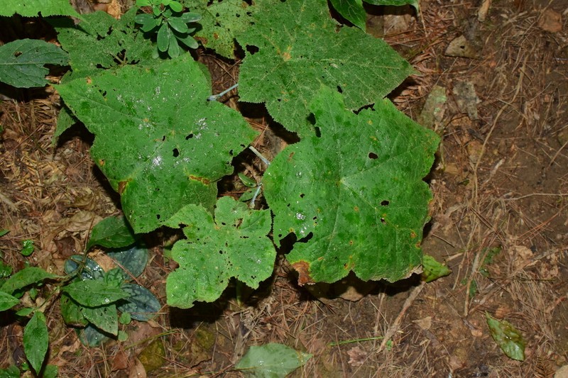 Rubus peltatus photo 8