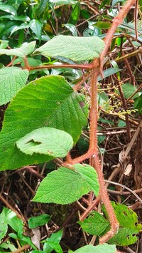 Rubus pendulus