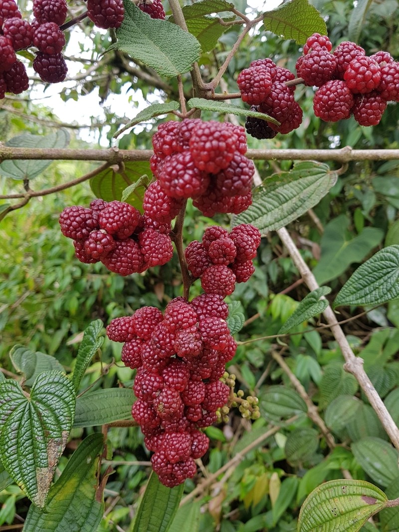 Rubus pendulus photo 2