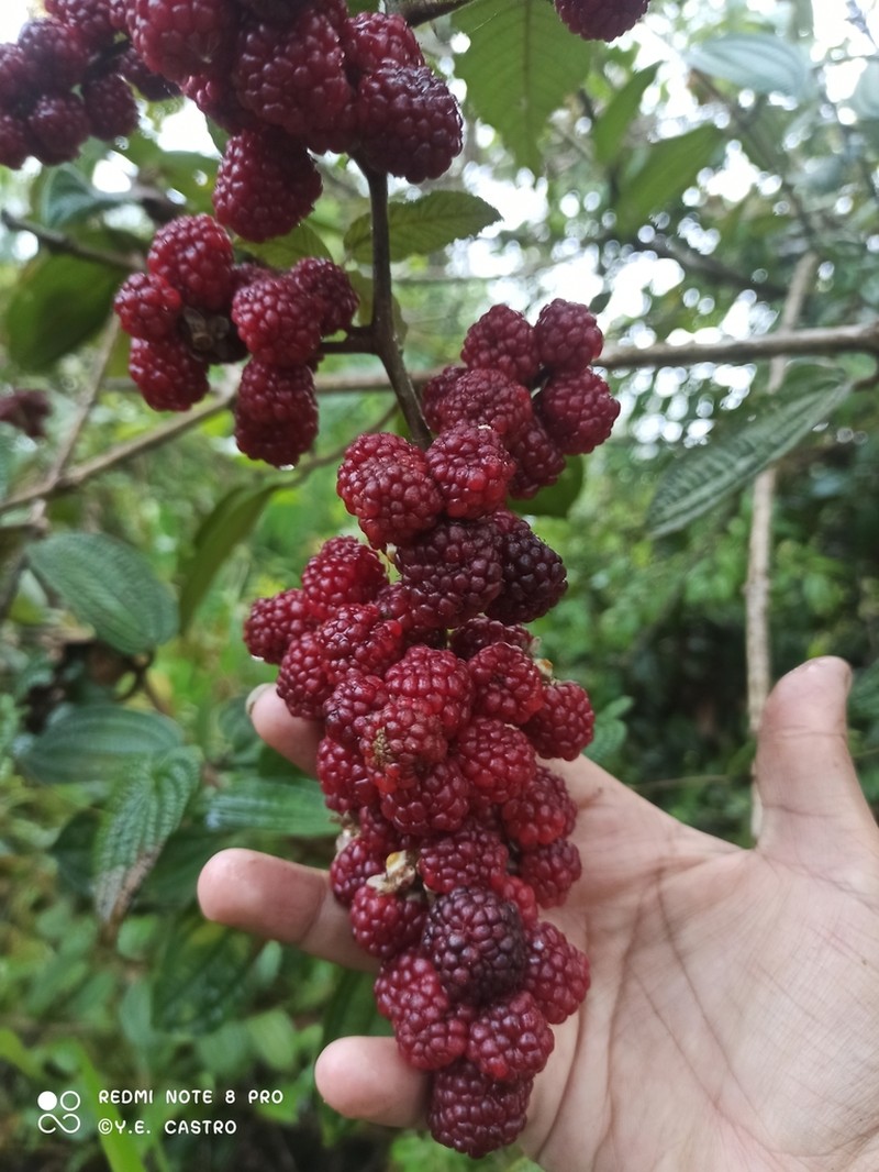 Rubus pendulus photo 3