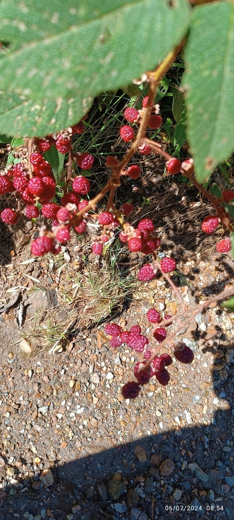Rubus pendulus photo 4