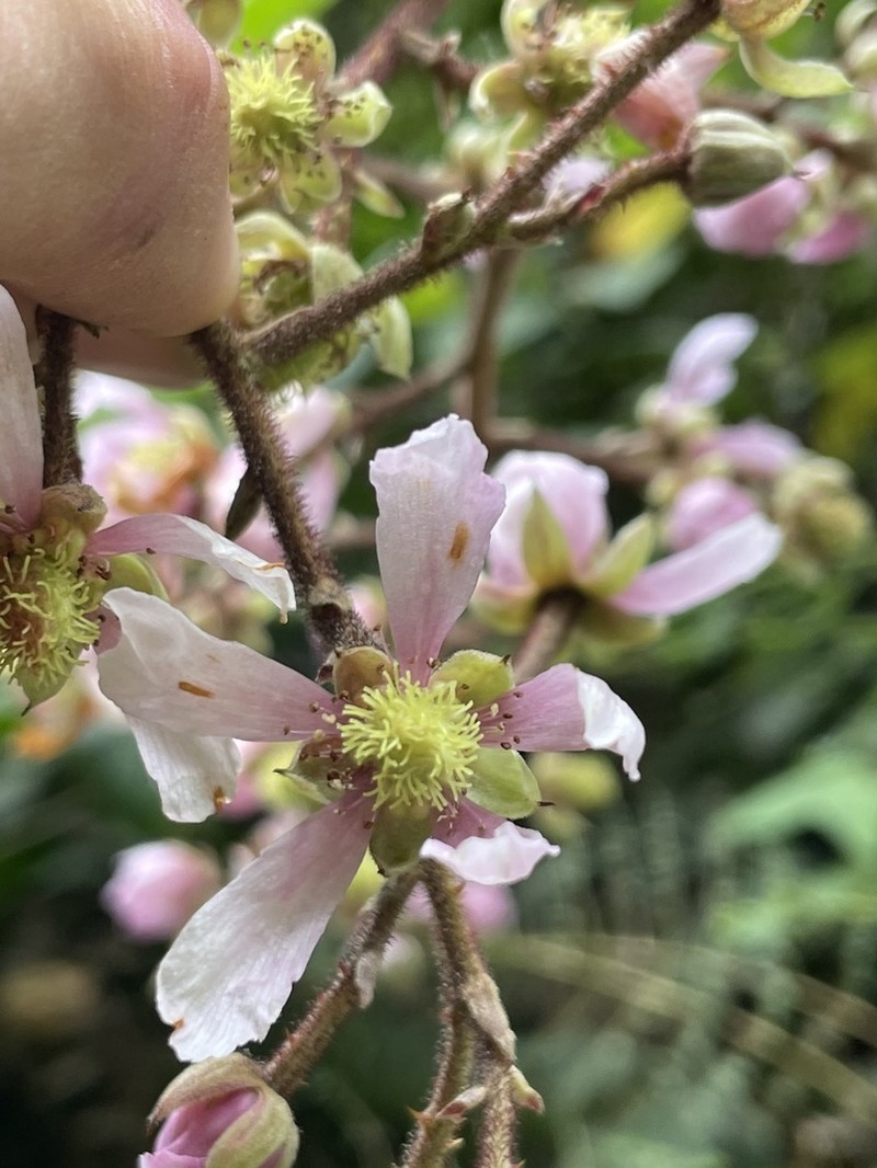 Rubus pendulus photo 5