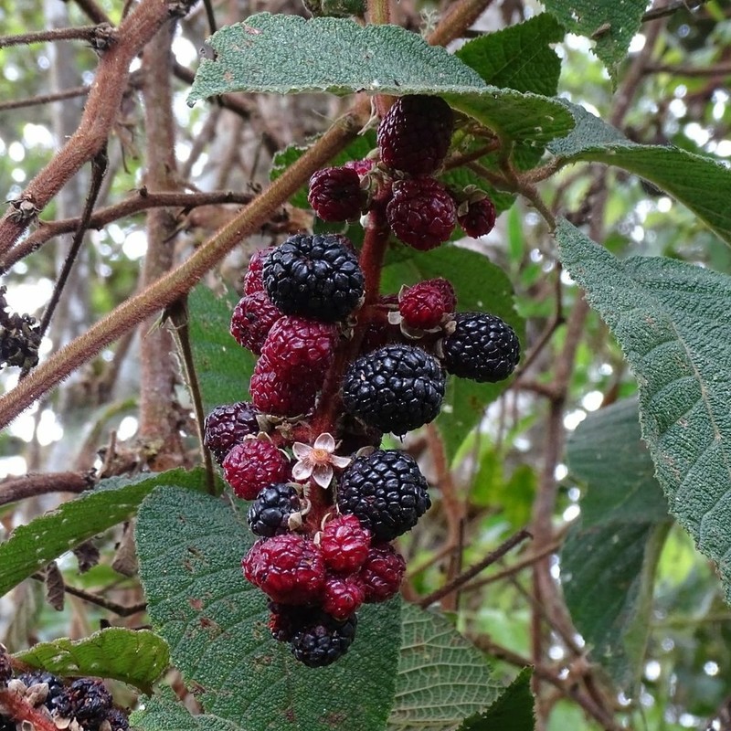 Rubus pendulus photo 6