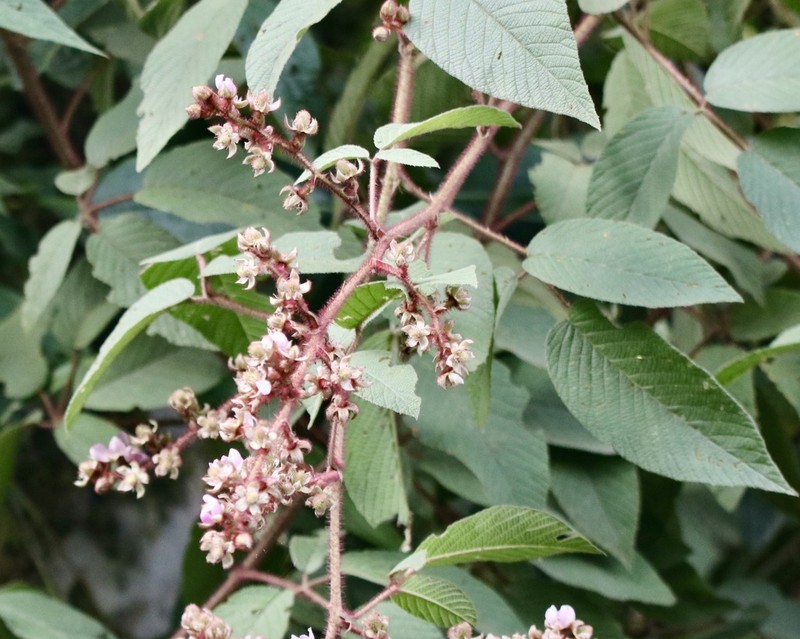 Rubus pendulus photo 7
