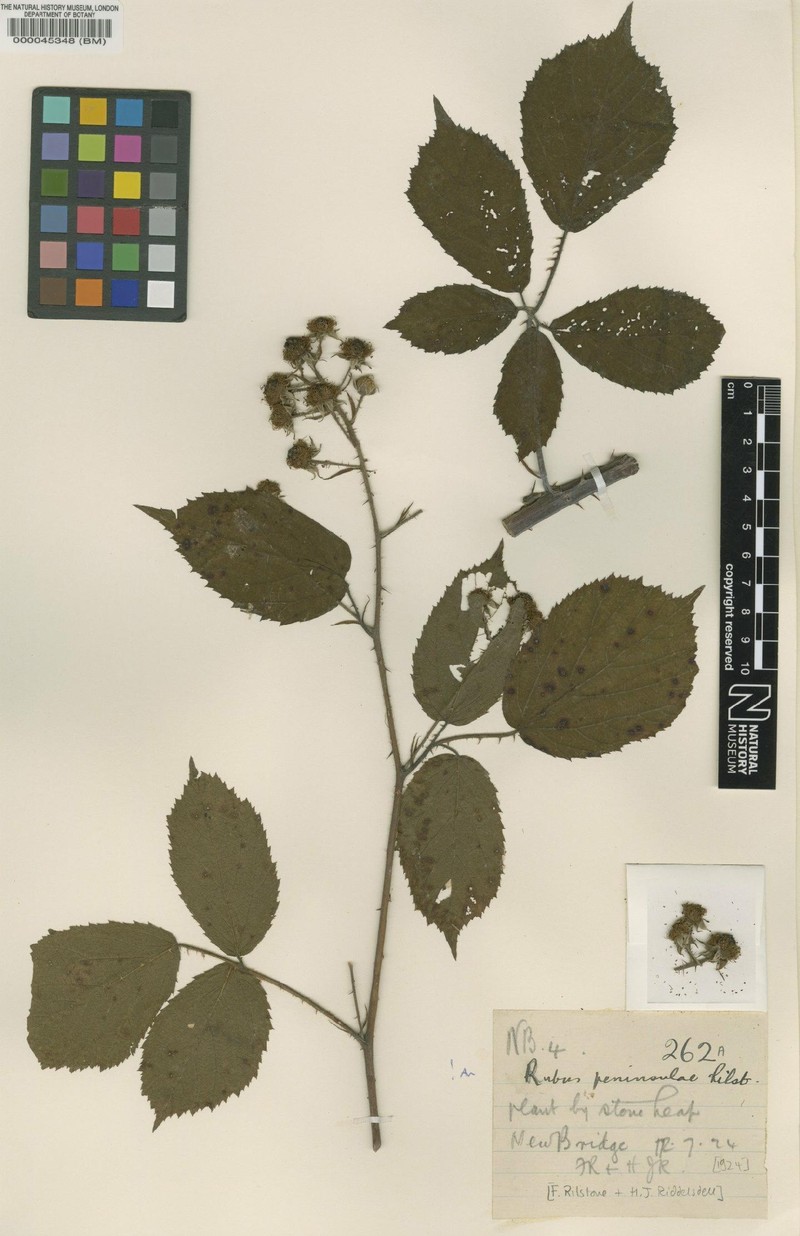 Rubus peninsulae