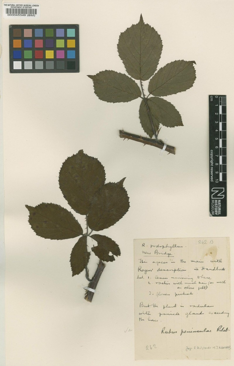 Rubus peninsulae photo 2