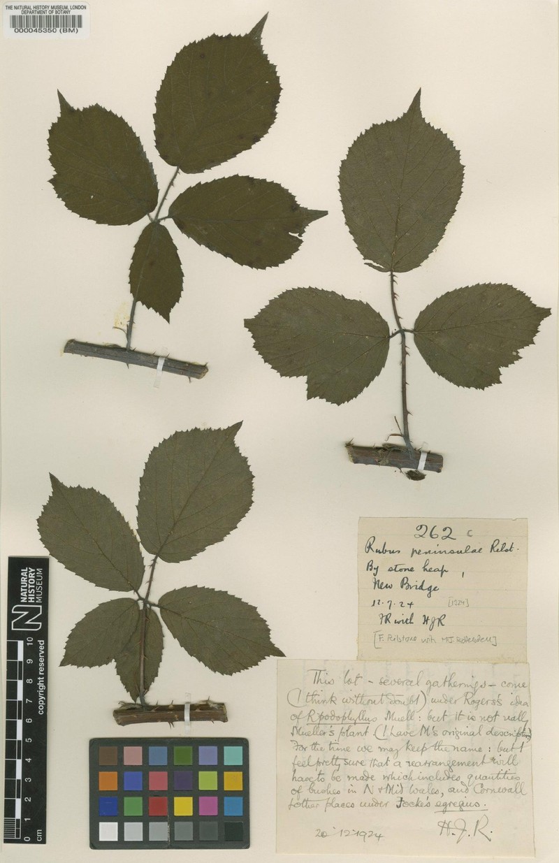 Rubus peninsulae photo 3