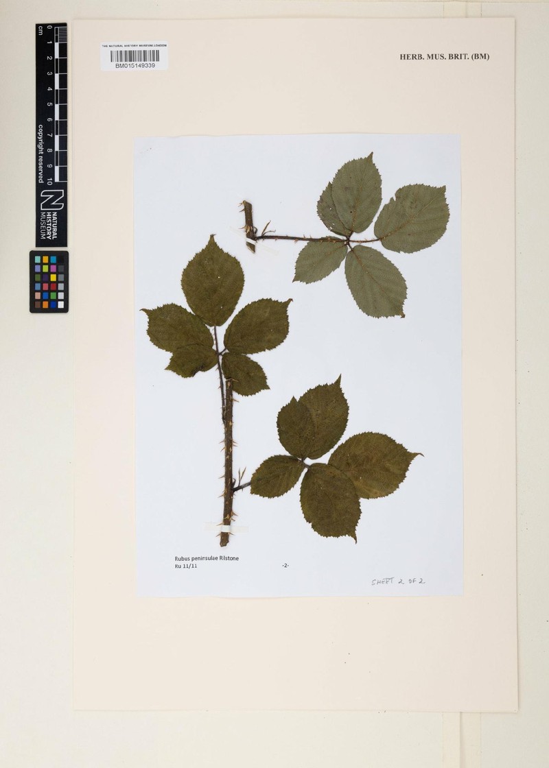 Rubus peninsulae photo 4
