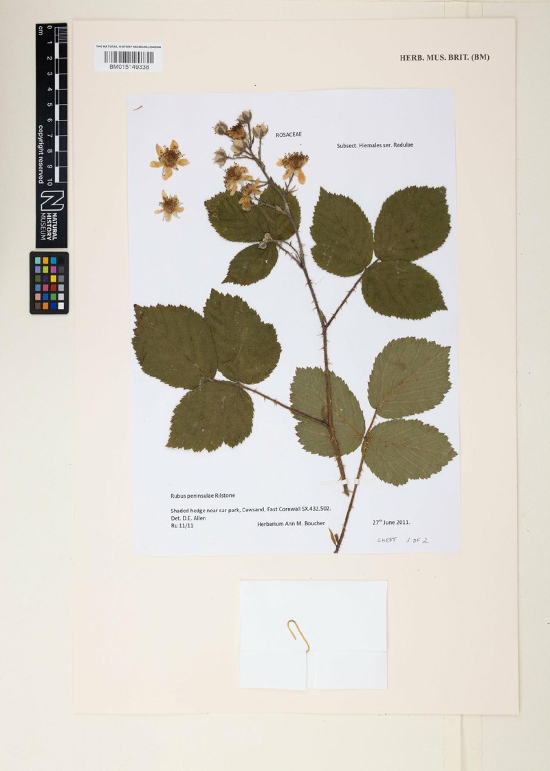 Rubus peninsulae photo 5