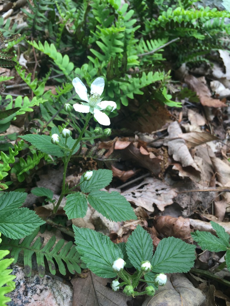 Pennsylvania blackberry photo 3