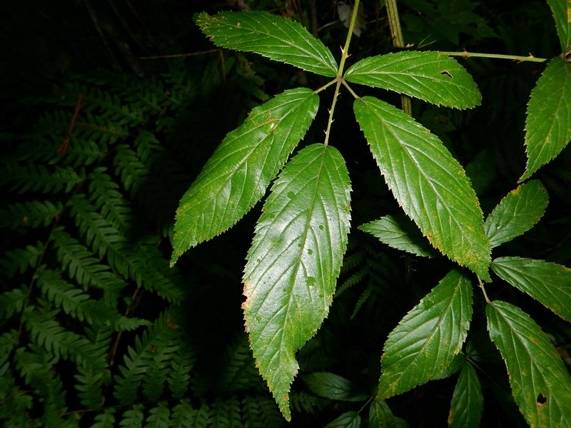 Island Blackberry photo 8