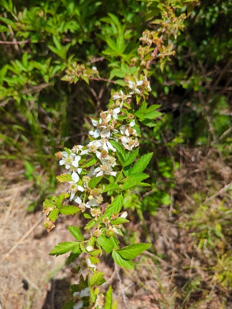 Missouri Dewberry photo 6