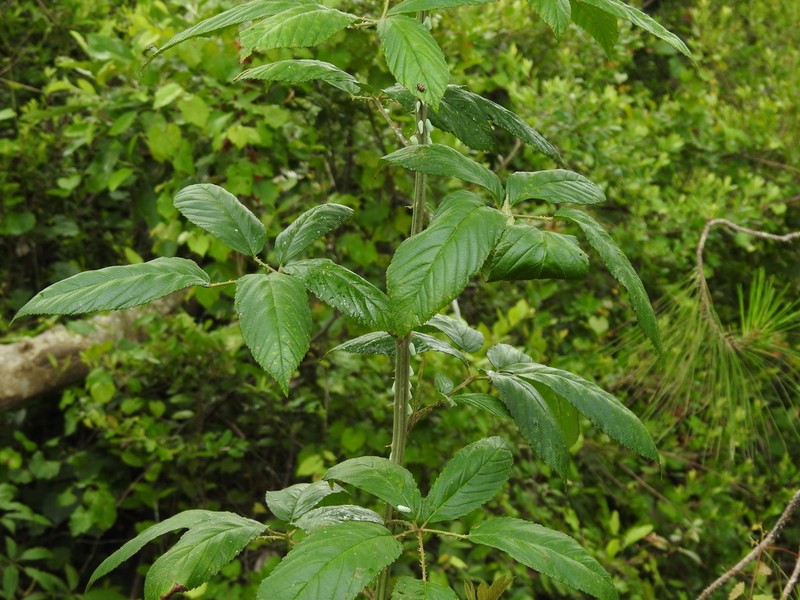 Pennsylvania blackberry photo 6