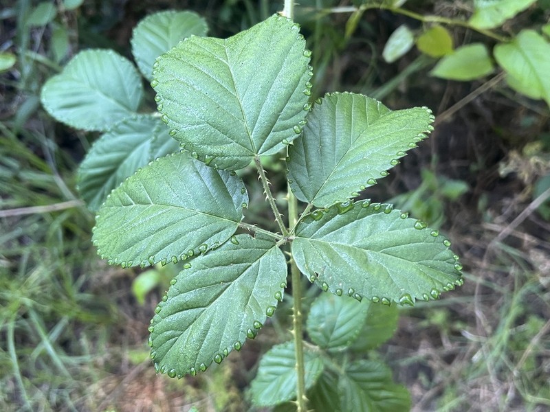 Recurved Blackberry photo 7