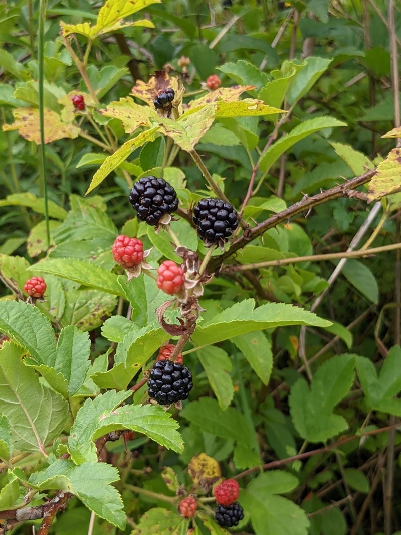 Branched Blackberry photo 7