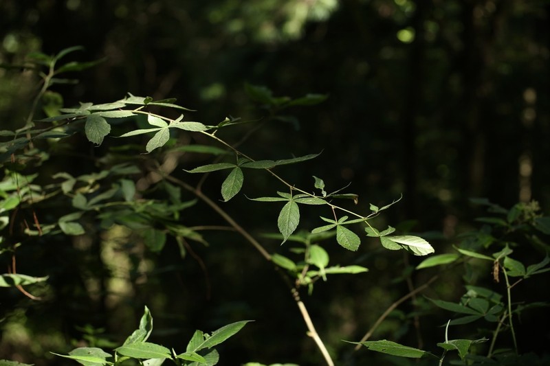 Rubus pentagonus