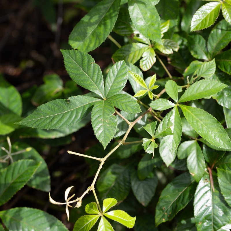 Rubus pentagonus photo 2