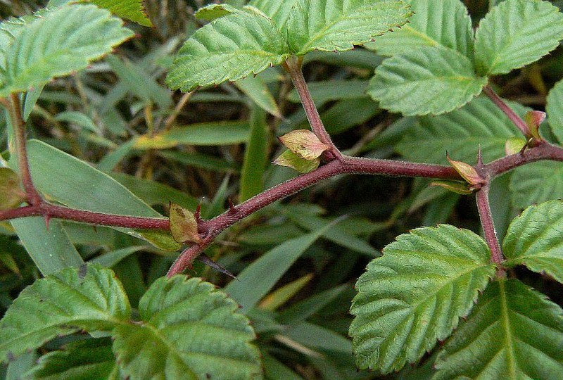 Rubus pentagonus photo 3