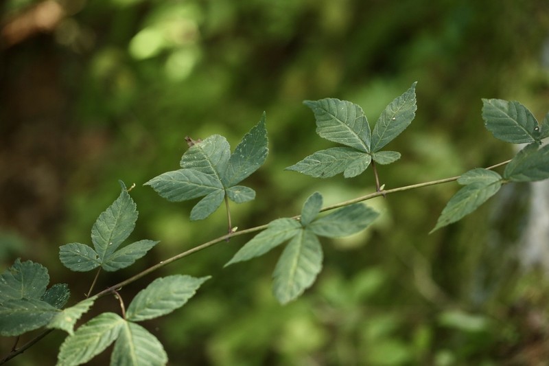 Rubus pentagonus photo 5