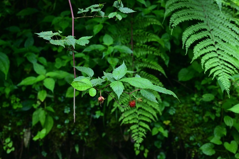 Rubus pentagonus photo 6