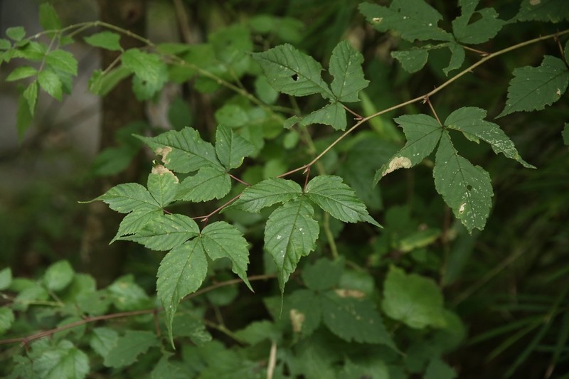 Rubus pentagonus photo 7