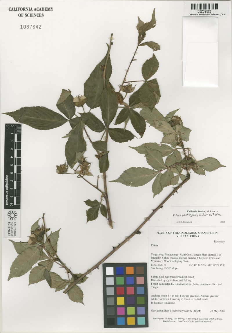 Rubus pentagonus photo 8