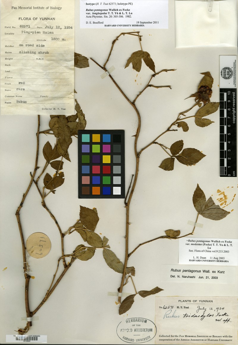 Rubus pentagonus var. longisepalus
