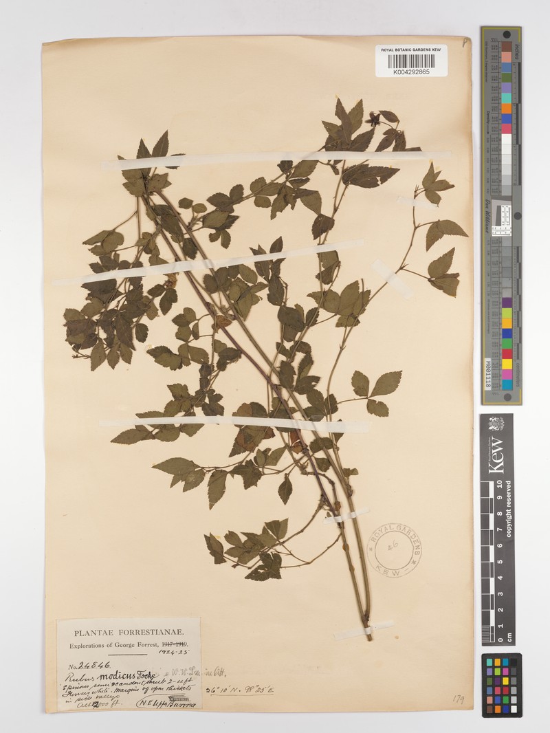 Rubus pentagonus var. modestus