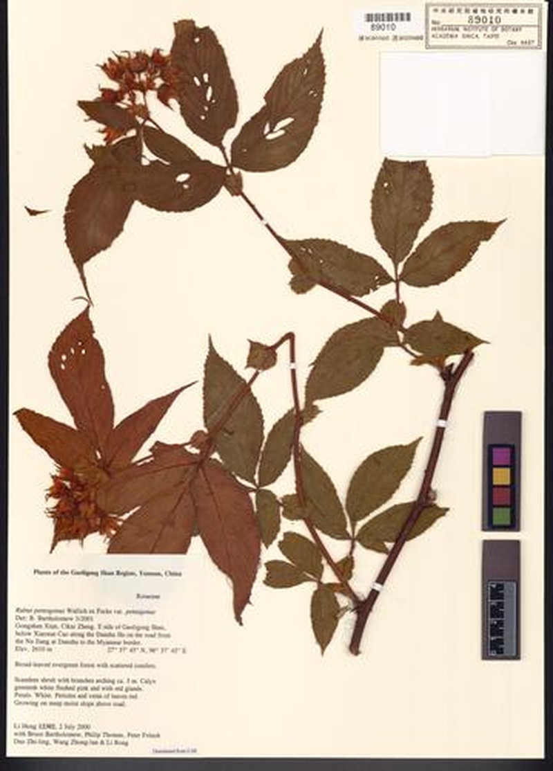 Rubus pentagonus var. pentagonus