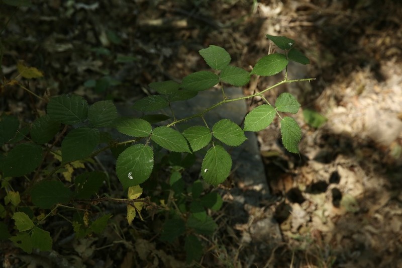 Rubus peratticus
