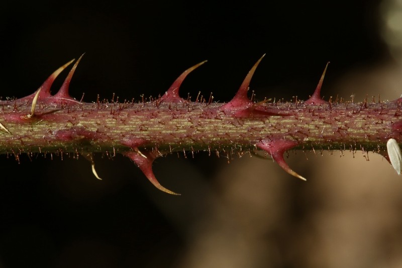Rubus peratticus photo 2