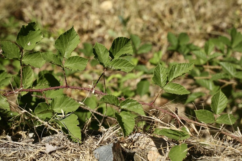 Rubus peratticus photo 3