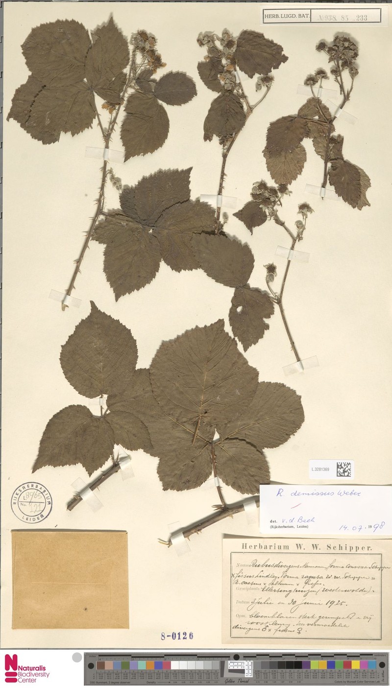 Rubus perdemissus
