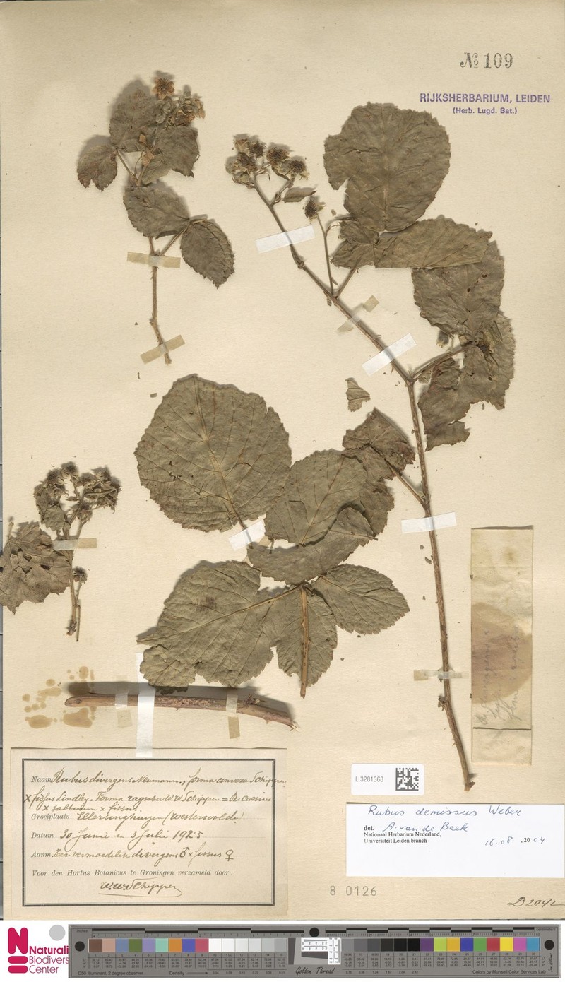 Rubus perdemissus photo 2