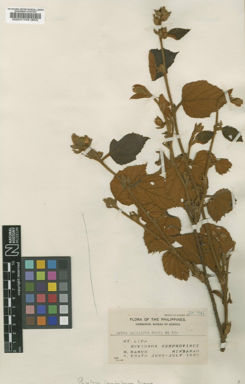 Rubus perfulvus