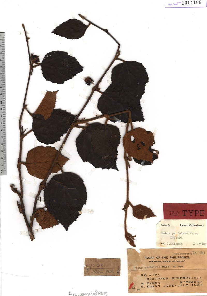Rubus perfulvus photo 2
