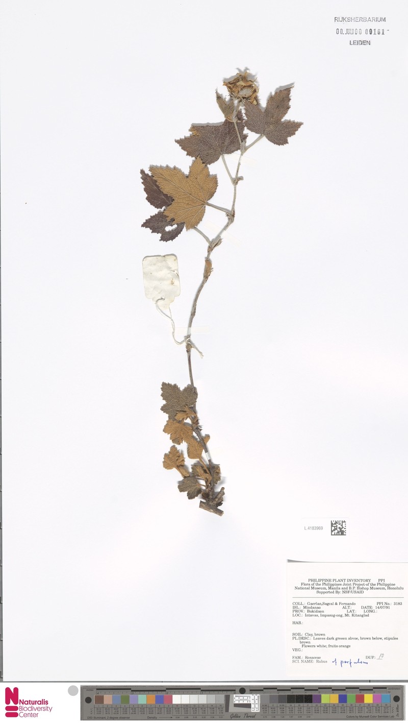 Rubus perfulvus photo 3