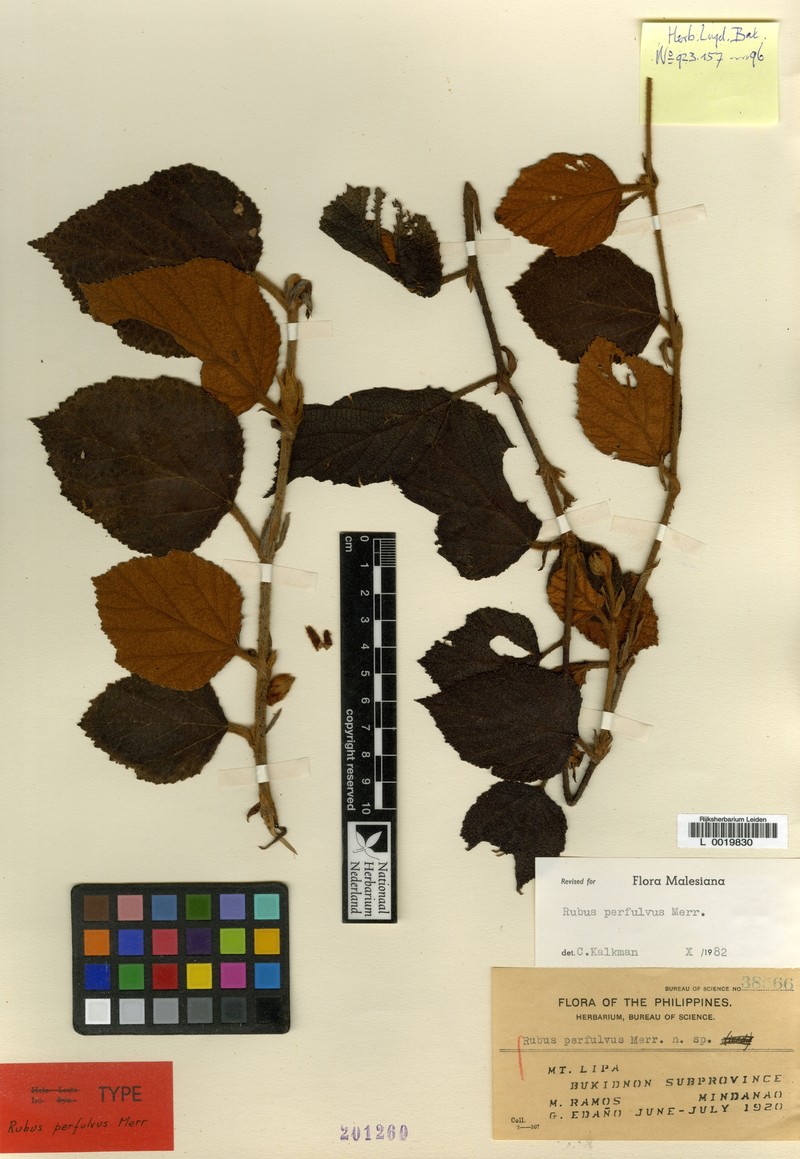 Rubus perfulvus photo 4