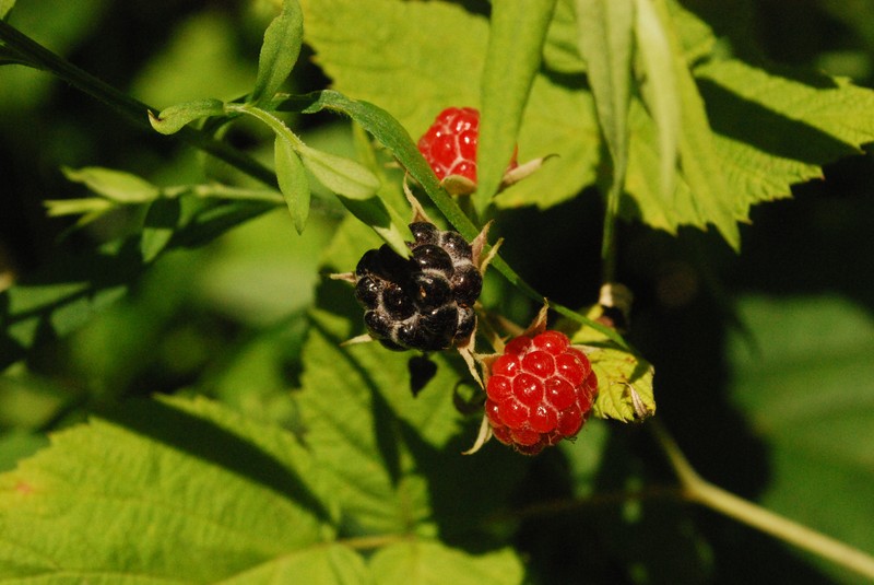 Upland Blackberry