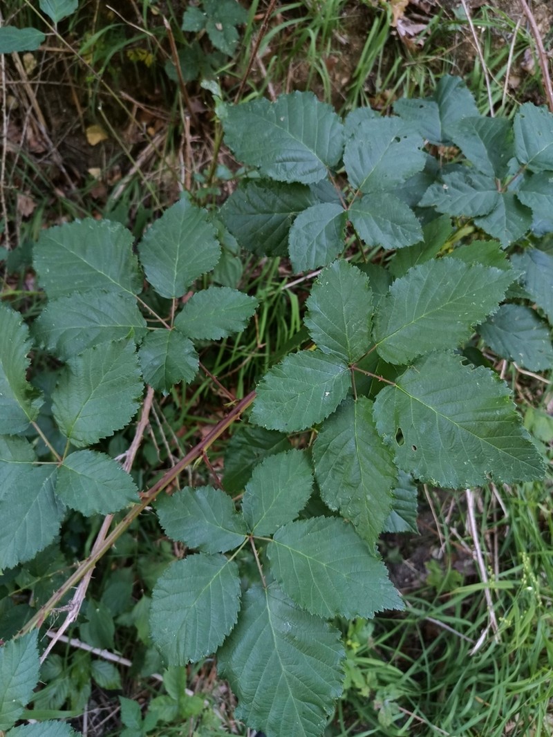 Rubus pericrispatus