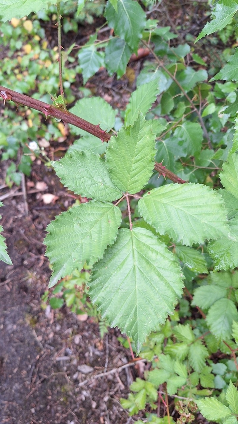 Rubus pericrispatus photo 2