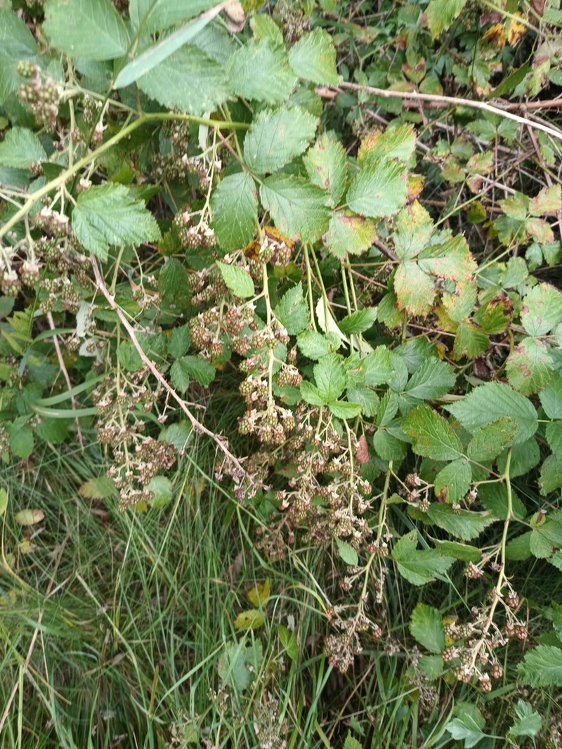 Rubus pericrispatus photo 3