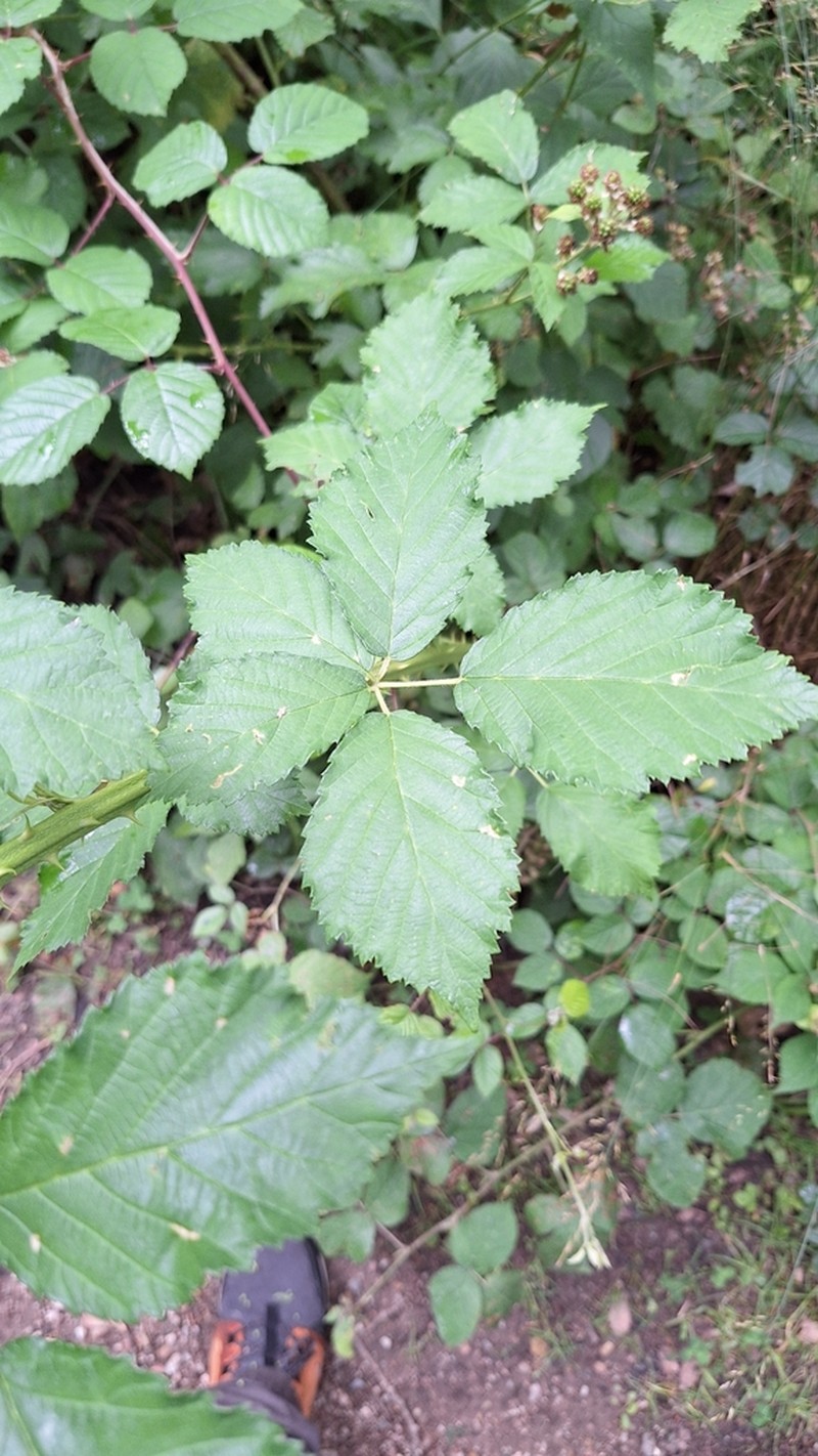 Rubus pericrispatus photo 4